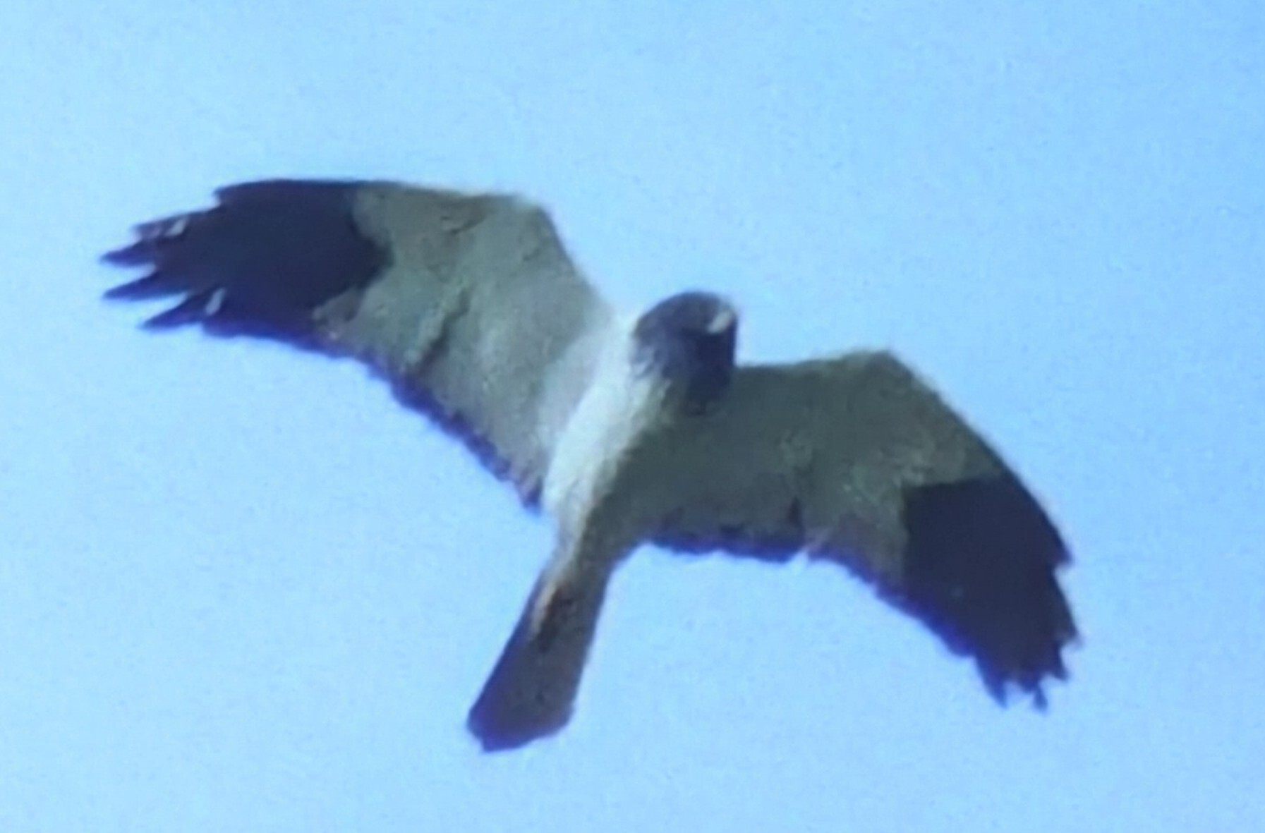 Reunion Harrier (Circus maillardi), photo 6