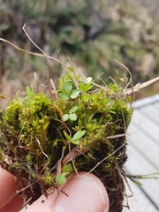 Azorella nitens
