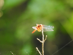 Sympetrum illotum