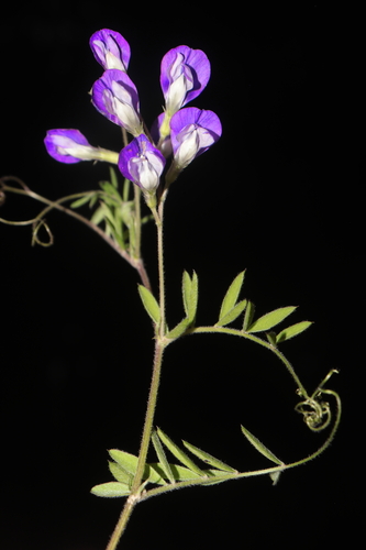 Vicia andicola