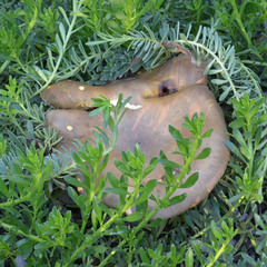 Phylloporus clelandii