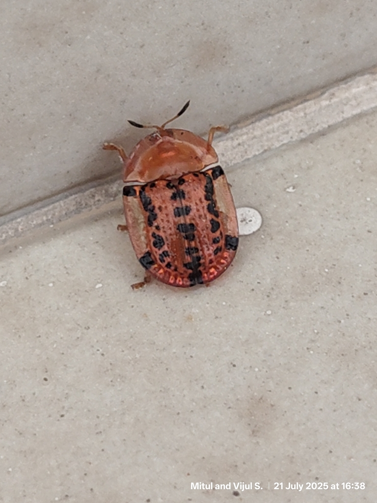 Conchyloctenia nigrovittata