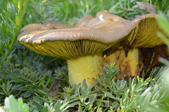 Phylloporus clelandii