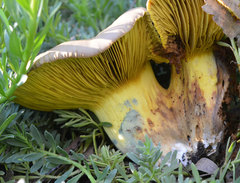 Phylloporus clelandii