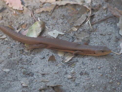Northern Alligator Lizard