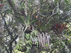 Tillandsia biflora