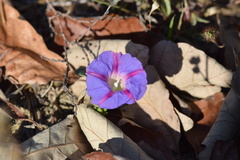 Ipomoea indica