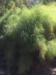 Muhlenbergia dumosa