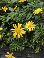 Euryops
