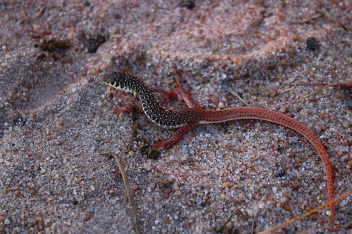Spotted Sandveld Lizard