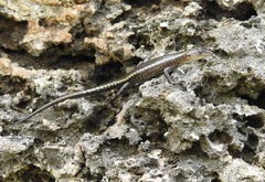 Cryptoblepharus africanus