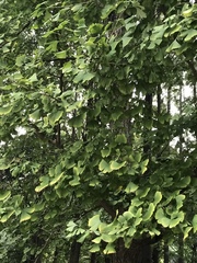 Ginkgo biloba