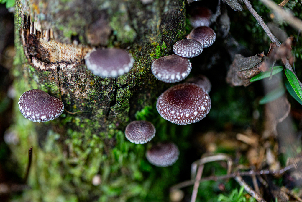 Lentinula boryana · June 2025 · photo: © jpdandretta (iNaturalist, cc-by)
