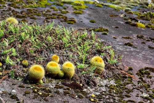 Parodia haselbergii (Parodia haselbergii)