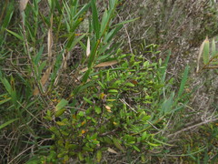 Myrceugenia rufa