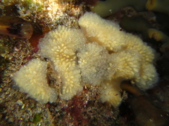 Pseudodistoma opacum