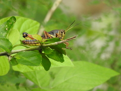 Brachystola behrensii