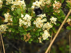 Bombus funebris