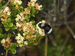 Bombus funebris
