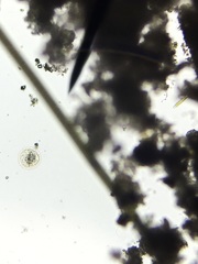 Heliozoa