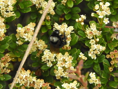 Bombus funebris