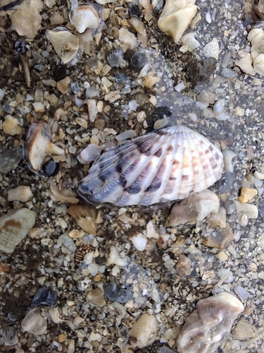 Carditamera radiata observed 2025-07-14