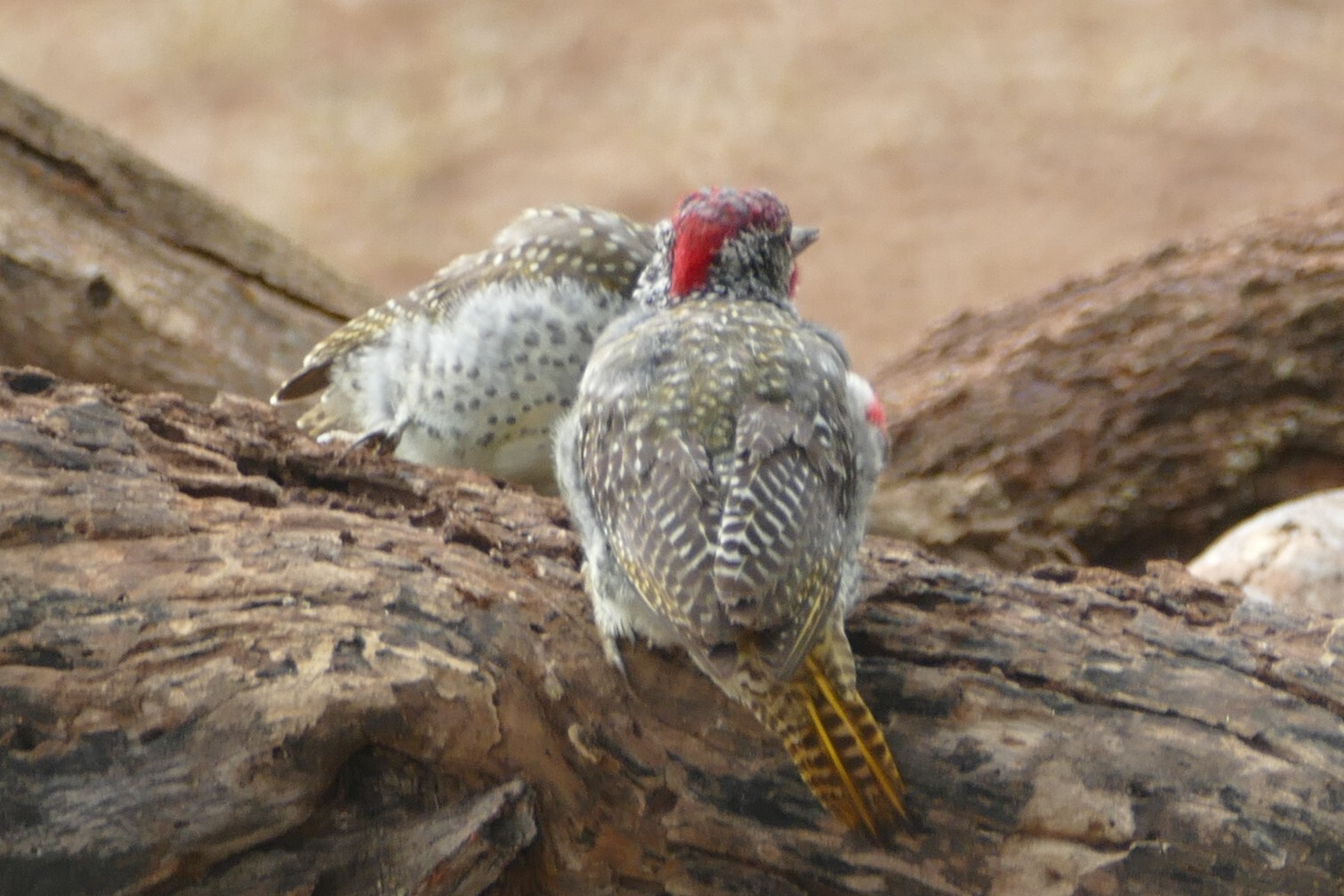 Nubian Woodpecker (Campethera nubica), photo 4