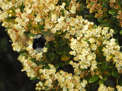 Bombus funebris