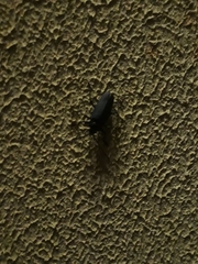 Ctenoscelis acanthopus