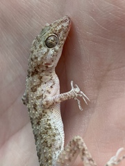 Gekkonidae