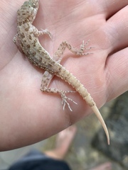Gekkonidae