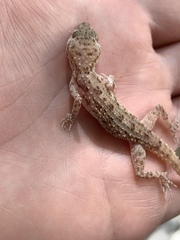 Gekkonidae