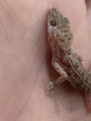 Gekkonidae