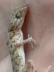 Gekkonidae