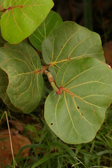 Coccoloba uvifera