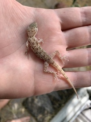 Gekkonidae
