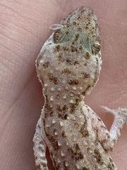 Gekkonidae