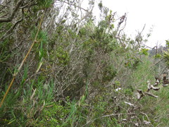 Myrceugenia rufa