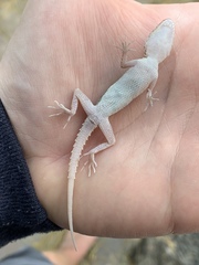 Gekkonidae