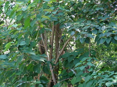 Mallotus paniculatus