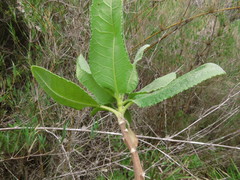 Acrisione denticulata