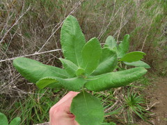 Acrisione denticulata