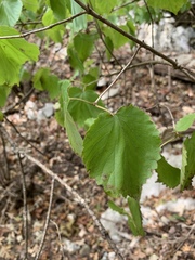 Viburnum bracteatum