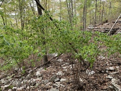 Viburnum bracteatum