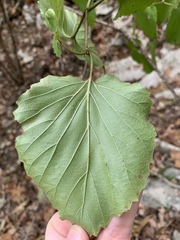 Viburnum bracteatum