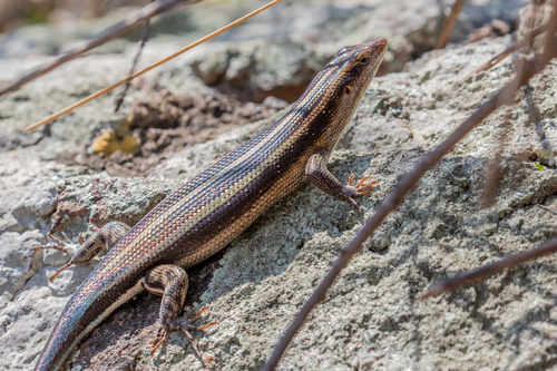 Rainbow Skink, photo 10 of 10