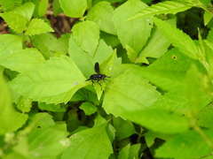 Penthosia satanica