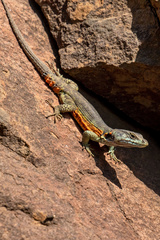 Pseudocordylus subviridis