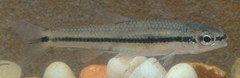 Notropis atrocaudalis