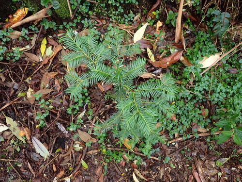 Pectinopitys standleyi (Pectinopitys standleyi)